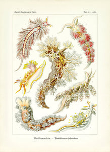 Ernst Haeckel Kunstformen der Natur Plate 43 Nudibranch