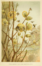 Load image into Gallery viewer, Honeybees on Pussywillow Giclee Print
