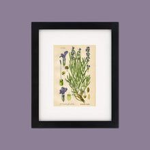 Load image into Gallery viewer, Lavender Botanical Drawing In A Simple Black Wood Frame
