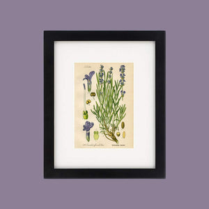 Lavender Botanical Drawing In A Simple Black Wood Frame