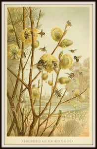 Honey Bees on Pussy Willow in Spring Framed In Simple Black Metal Frame