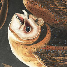 Load image into Gallery viewer, James John Audubon Barn Owl Fine Art Print Barn Owl Closeup With Open Mouth
