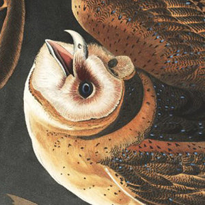 James John Audubon Barn Owl Fine Art Print Barn Owl Closeup With Open Mouth