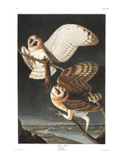 Load image into Gallery viewer, James John Audubon Barn Owl Fine Art Print
