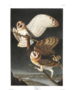 James John Audubon Barn Owl Fine Art Print