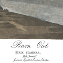 Load image into Gallery viewer, James John Audubon Barn Owl Fine Art Print Title Section At Bottom Of Print
