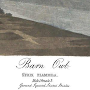 James John Audubon Barn Owl Fine Art Print Title Section At Bottom Of Print