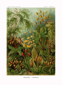 Ernst Haeckel Forest Moss Plate 72 Print
