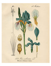 Load image into Gallery viewer, Blue &amp; White Iris Sibirica Botanical Illustration Print
