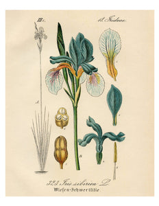 Blue & White Iris Sibirica Botanical Illustration Print
