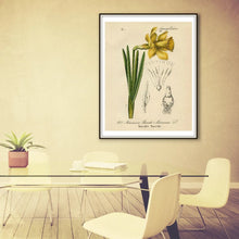 Load image into Gallery viewer, Yellow Narcissus Daffodil German Botanical Illustration Framed &amp; Hanging On The Wall In A Lunchroom
