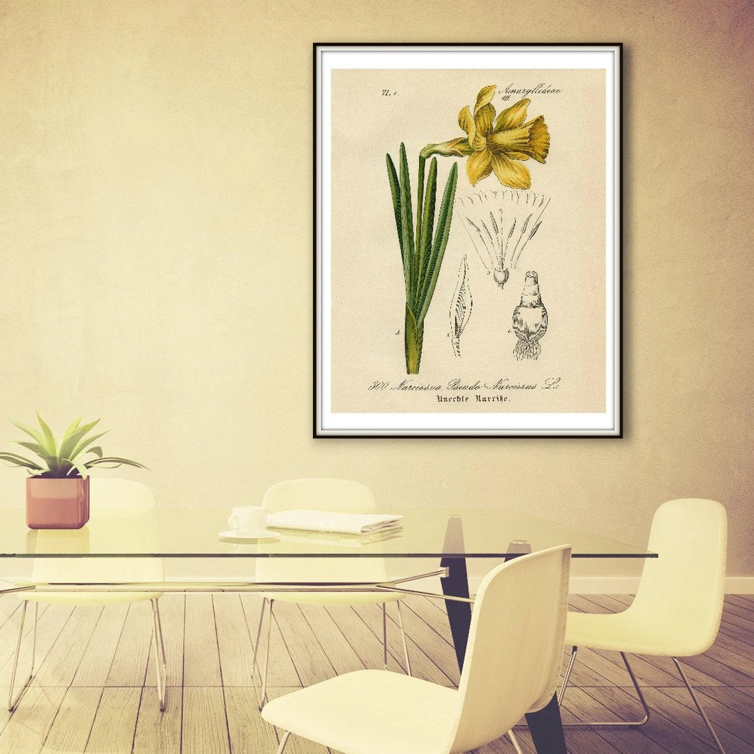 Yellow Narcissus Daffodil German Botanical Illustration Framed & Hanging On The Wall In A Lunchroom
