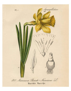 Yellow Narcissus Daffodil German Botanical Illustration