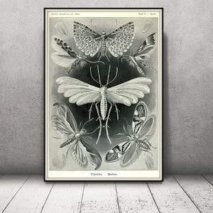 Ernst Haeckel Moths Tineida Art Print Framed Leaning Against A  Wall