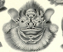 Load image into Gallery viewer, Ernst Haeckel Vampire Bats Chiroptera Print Closeup
