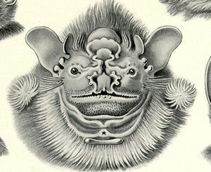 Ernst Haeckel Vampire Bats Chiroptera Print Closeup