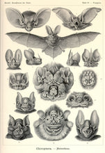 Load image into Gallery viewer, Ernst Haeckel Vampire Bats Chiroptera Print
