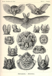 Ernst Haeckel Vampire Bats Chiroptera Print