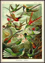 Load image into Gallery viewer, Ernst Haeckel Hummingbirds Plate #99 In A Simple Black Metal Frame
