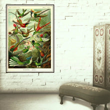 Load image into Gallery viewer, Ernst Haeckel Hummingbirds Plate #99 Framed Hanging In A Ladies Dressing Room

