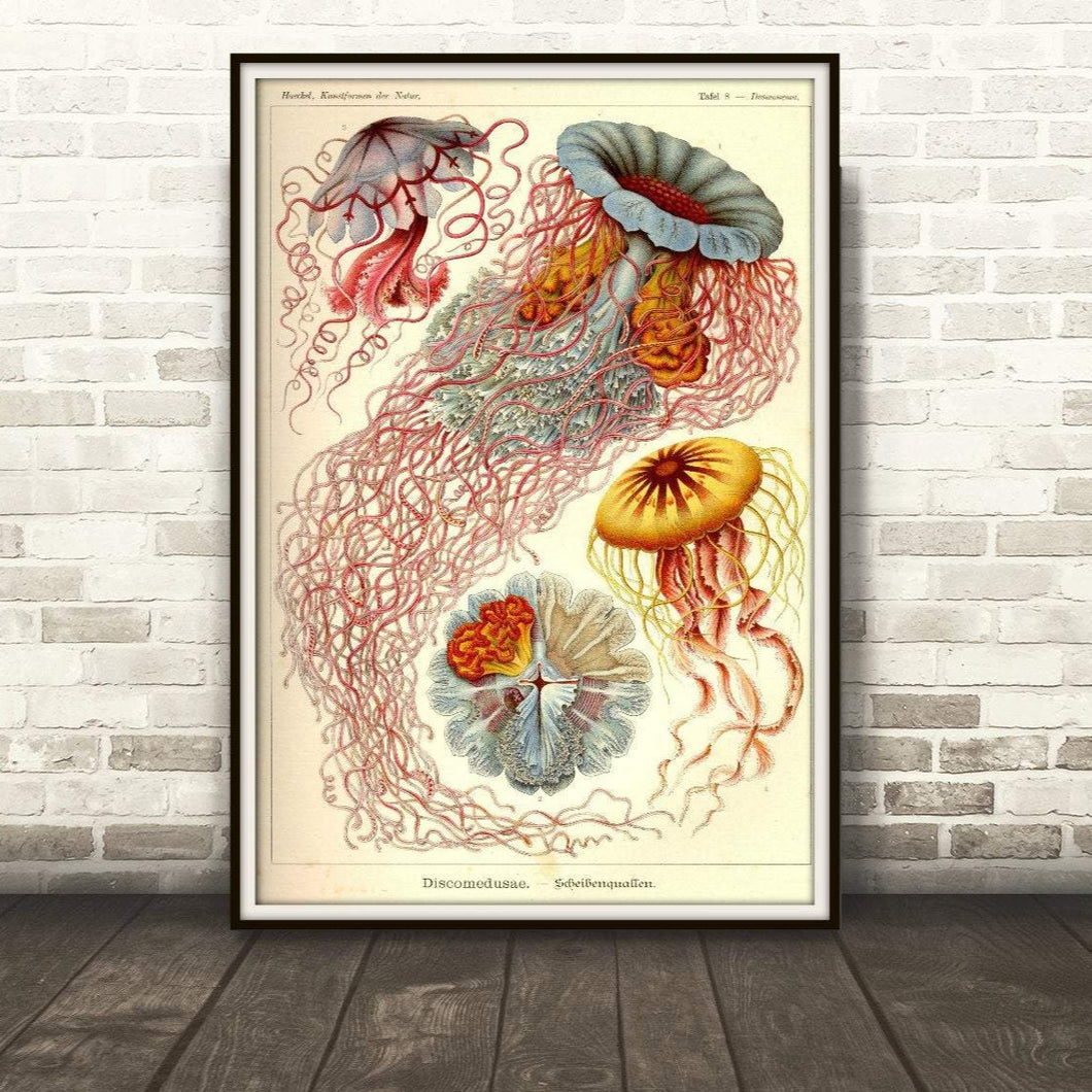 Ernst Haeckel Jellyfish Drawing Plate 8 Kunstformen der Natur Print