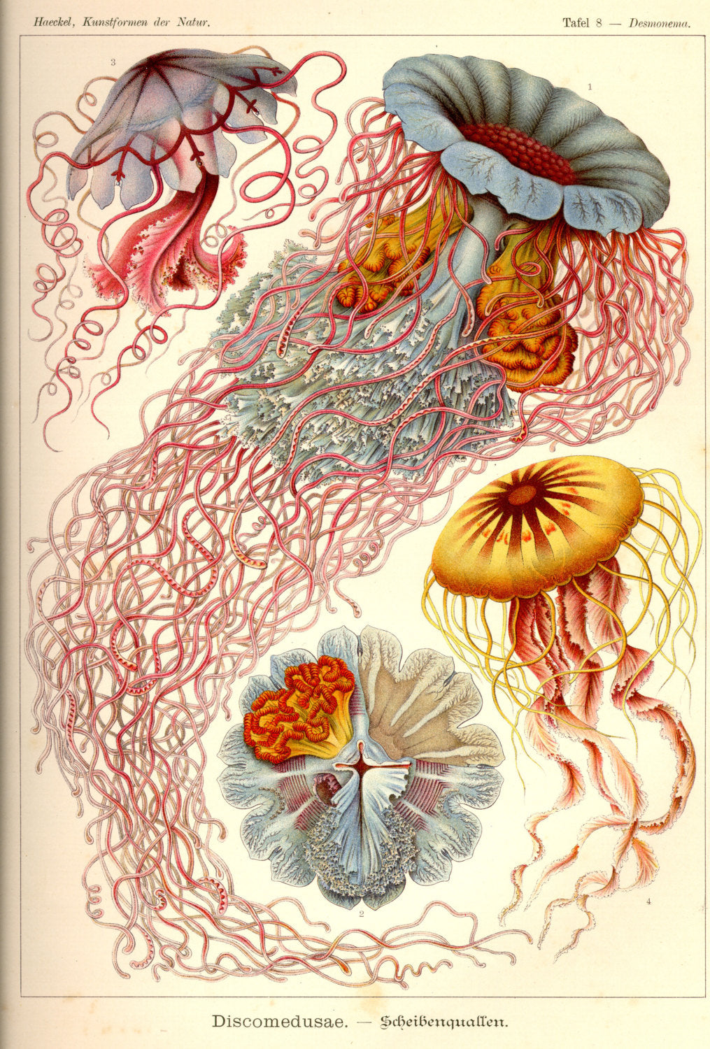 Ernst Jellyfish Drawing Plate 8 Kunstformen der Natur – GicleePrintsUSA.com