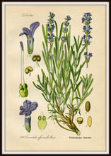 Load image into Gallery viewer, Lavender Botanical Drawing In A Simple Black Metal Frame
