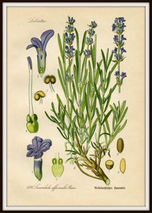 Lavender Botanical Drawing In A Simple Black Metal Frame