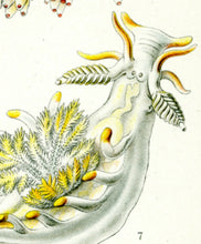 Load image into Gallery viewer, Ernst Haeckel Kunstformen der Natur Plate 43 Nudibranch Section Enlargement
