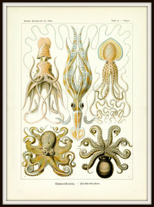 Ernst Haeckel Octopus Scientific Illustration Art Print Simple Black Metal Frame
