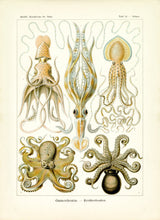 Load image into Gallery viewer, Ernst Haeckel Octopus Scientific Illustration Art Print
