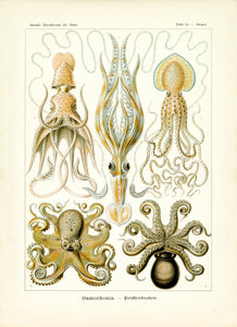 Ernst Haeckel Octopus Scientific Illustration Art Print