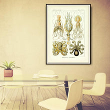 Load image into Gallery viewer, Ernst Haeckel Octopus Scientific Illustration Art Print In A Conference Room
