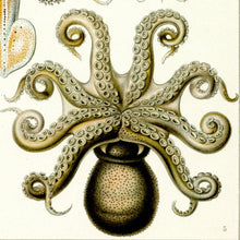 Load image into Gallery viewer, Ernst Haeckel Octopus Scientific Illustration Art Print Closeup
