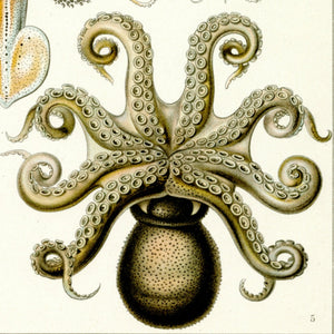 Ernst Haeckel Octopus Scientific Illustration Art Print Closeup